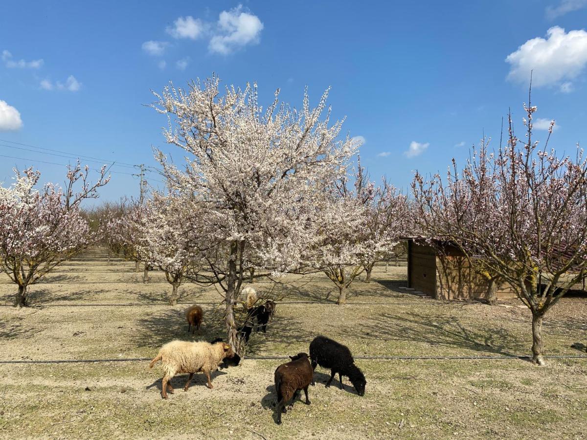 Agriturismo San Michele San Michele  Exteriér fotografie